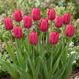 Tulipa Pink Ardour group border