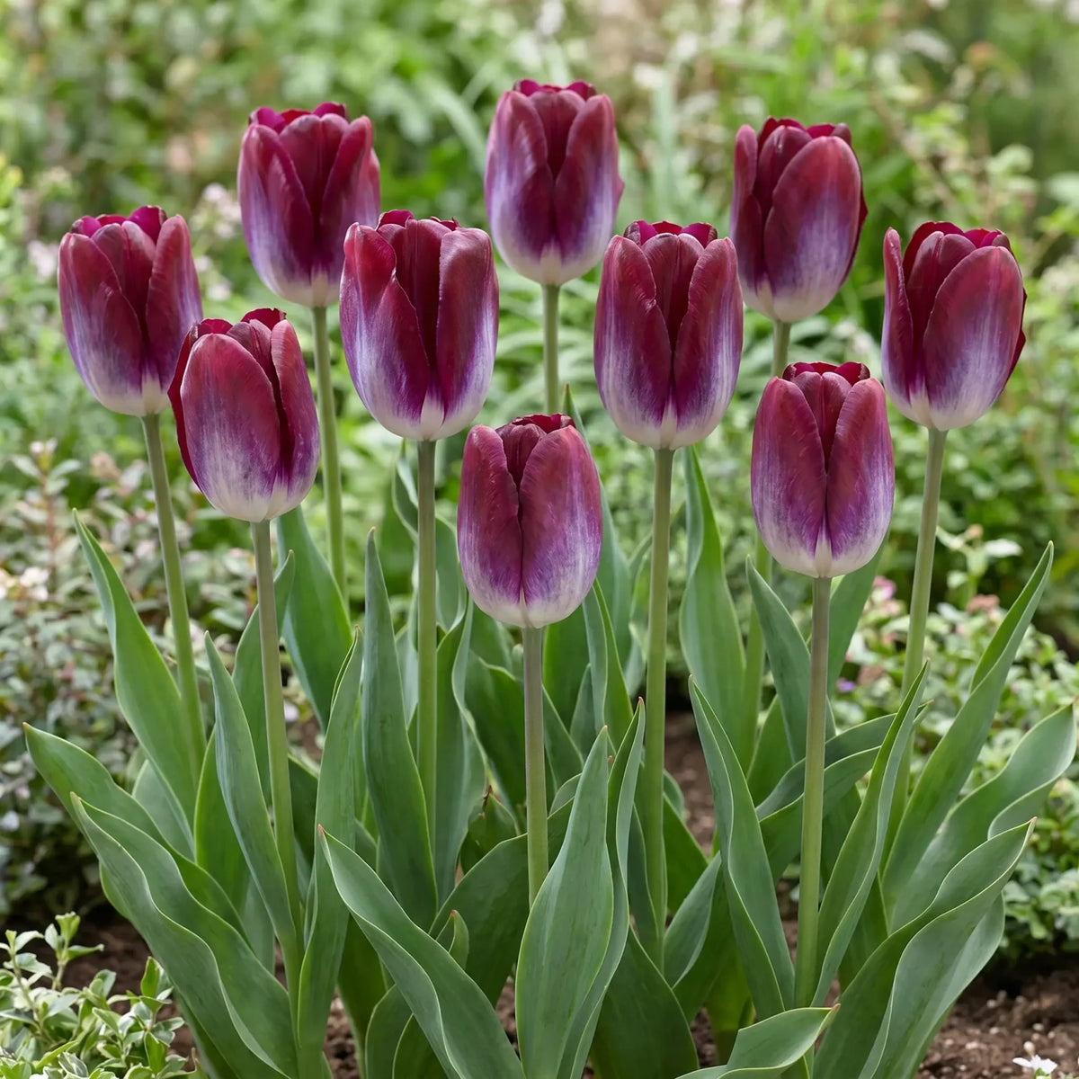 Tulipa Kansas Proud group border