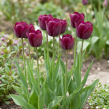 Tulipa Ronaldo group border