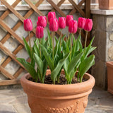 Tulipa Pink Ardour pot balcony