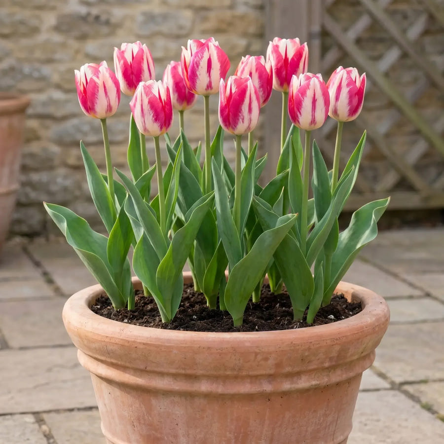 Tulipa Spryng Break — in pot op terras