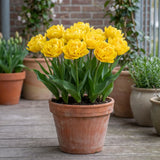 Tulipa Marie Jo in een terracotta pot op een terras