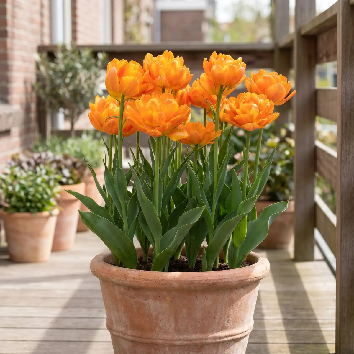 Tulipa Orca in een terracotta pot op een terras