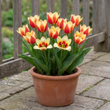 Tulipa Johan Strauss in een terracotta pot op een terras