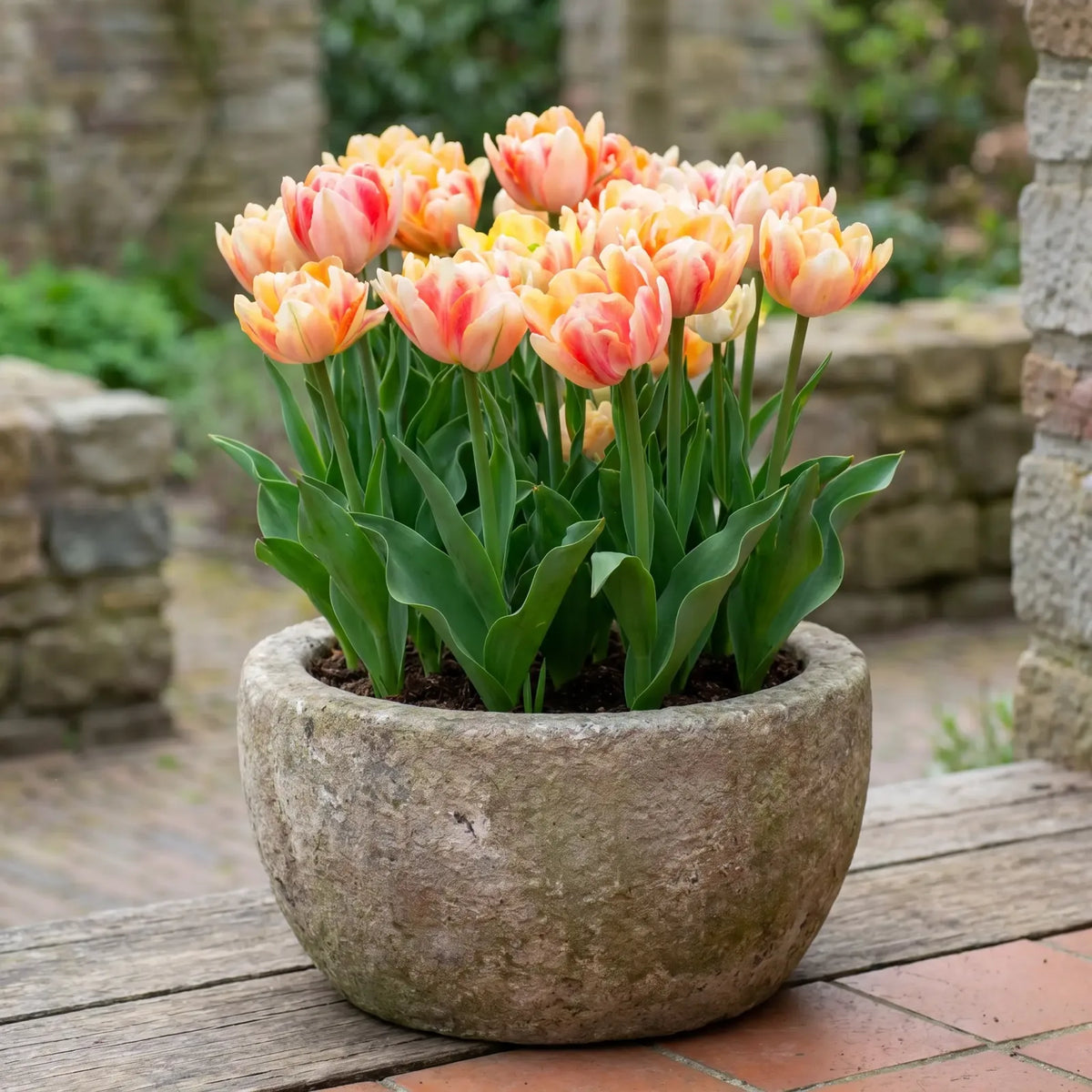 Tulipa Foxy Foxtrot in een terracotta pot op een terras