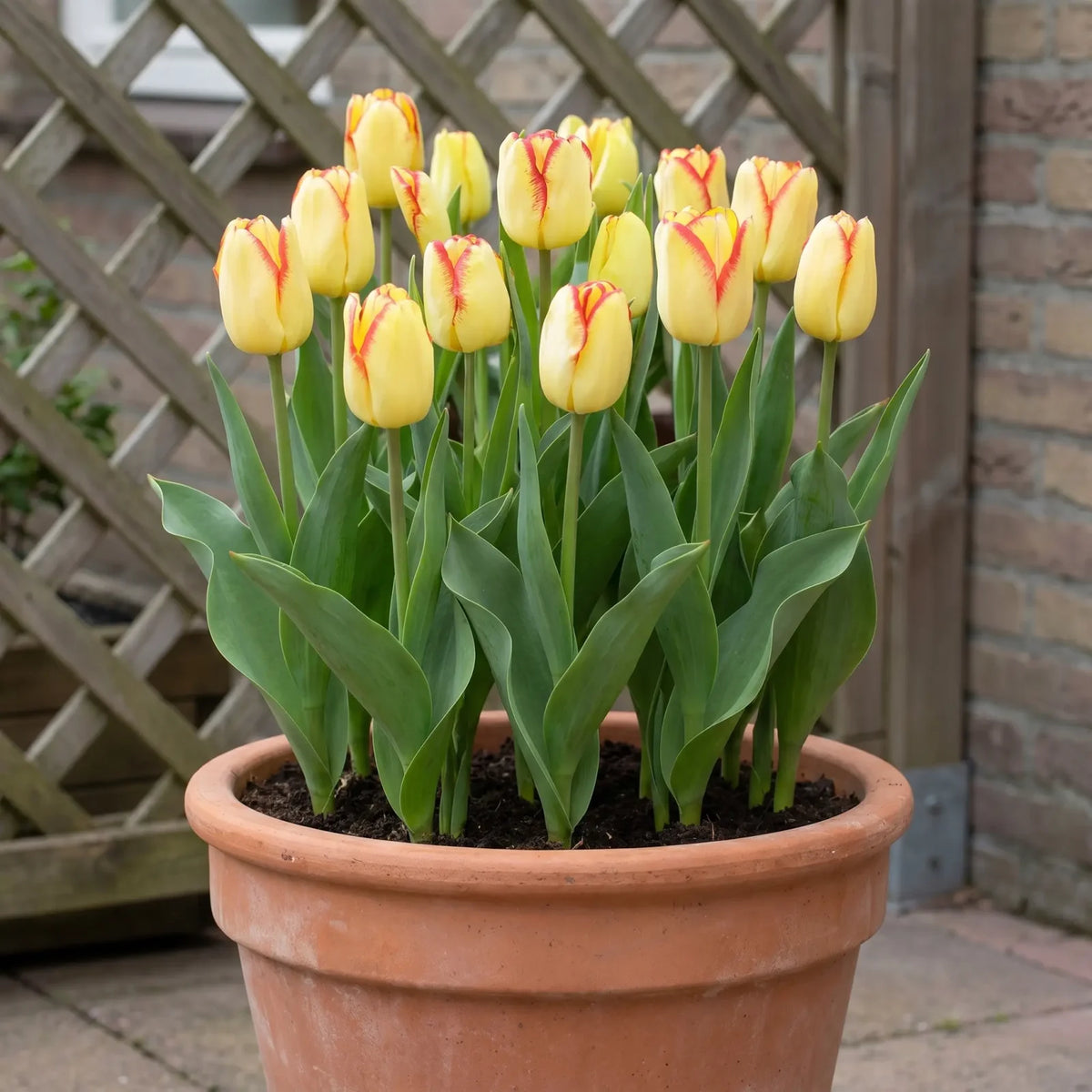 Tulipa Cape Town pot balcony