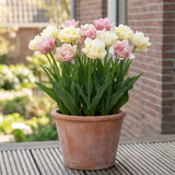 Tulipa Silk Road in een terracotta pot op een terras