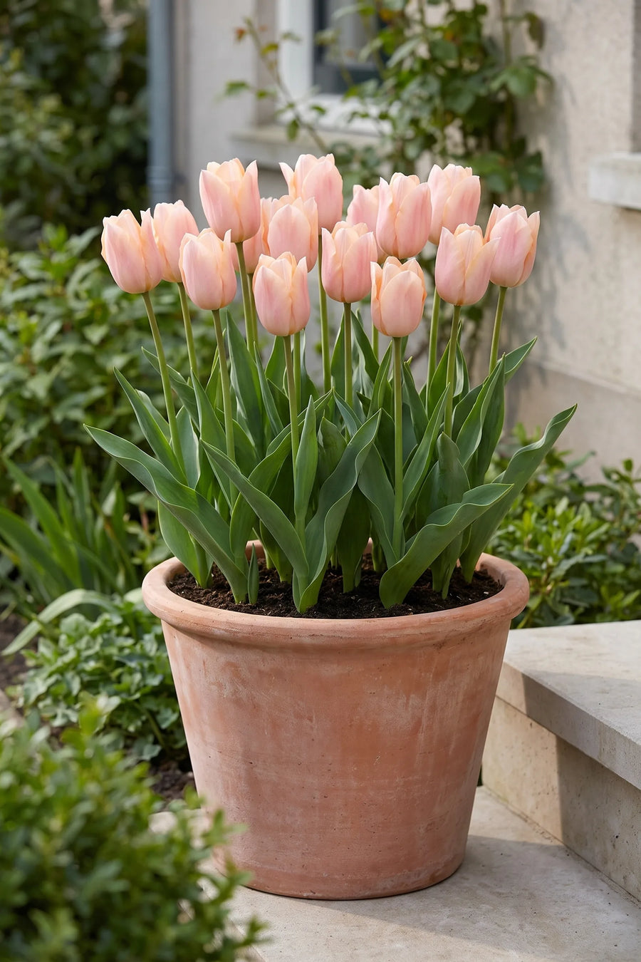 Tulipa Apricot Beauty — in pot op terras