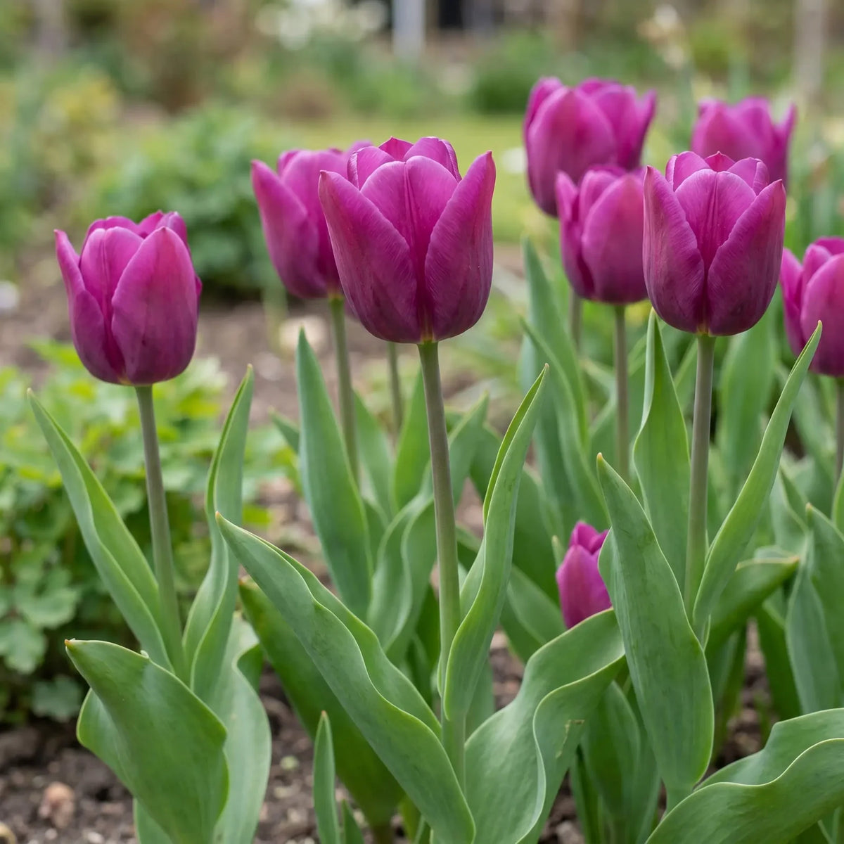 Tulipa Passio Glossy natural garden angle