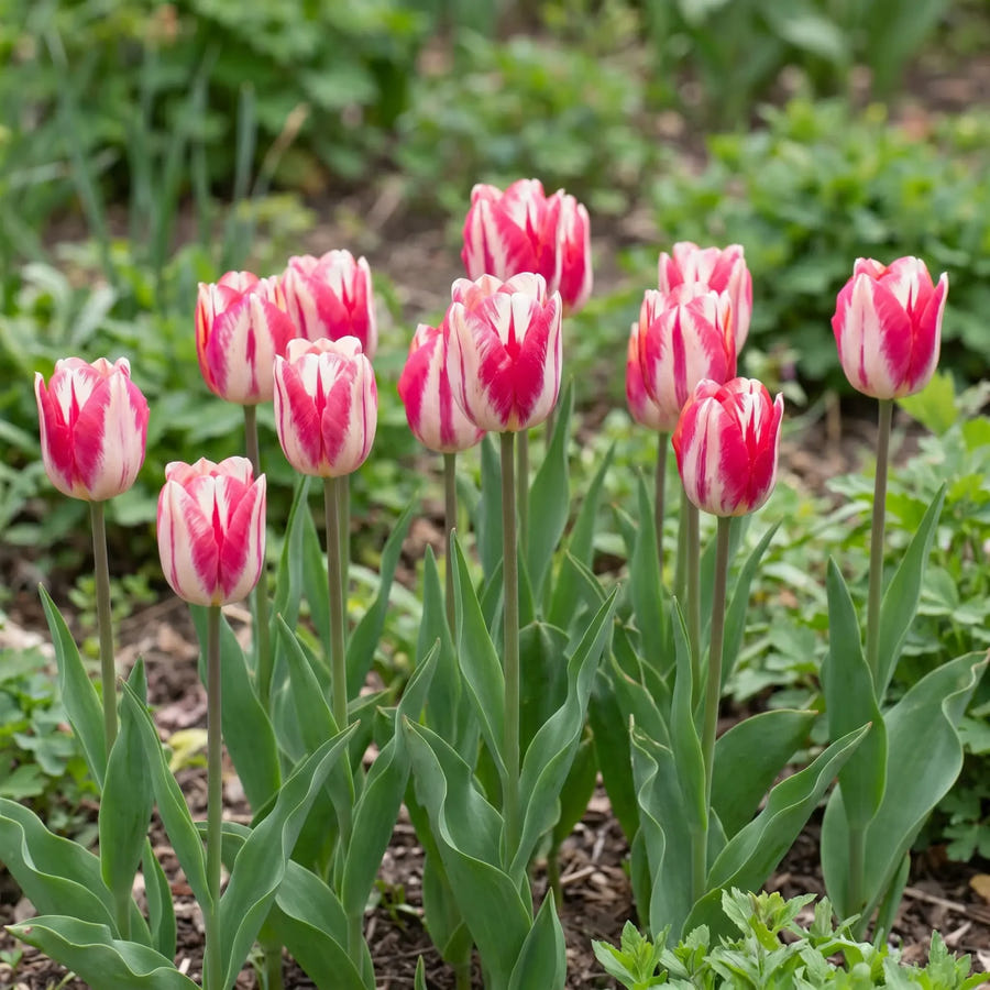 Tulipa Spryng Break — in de tuin