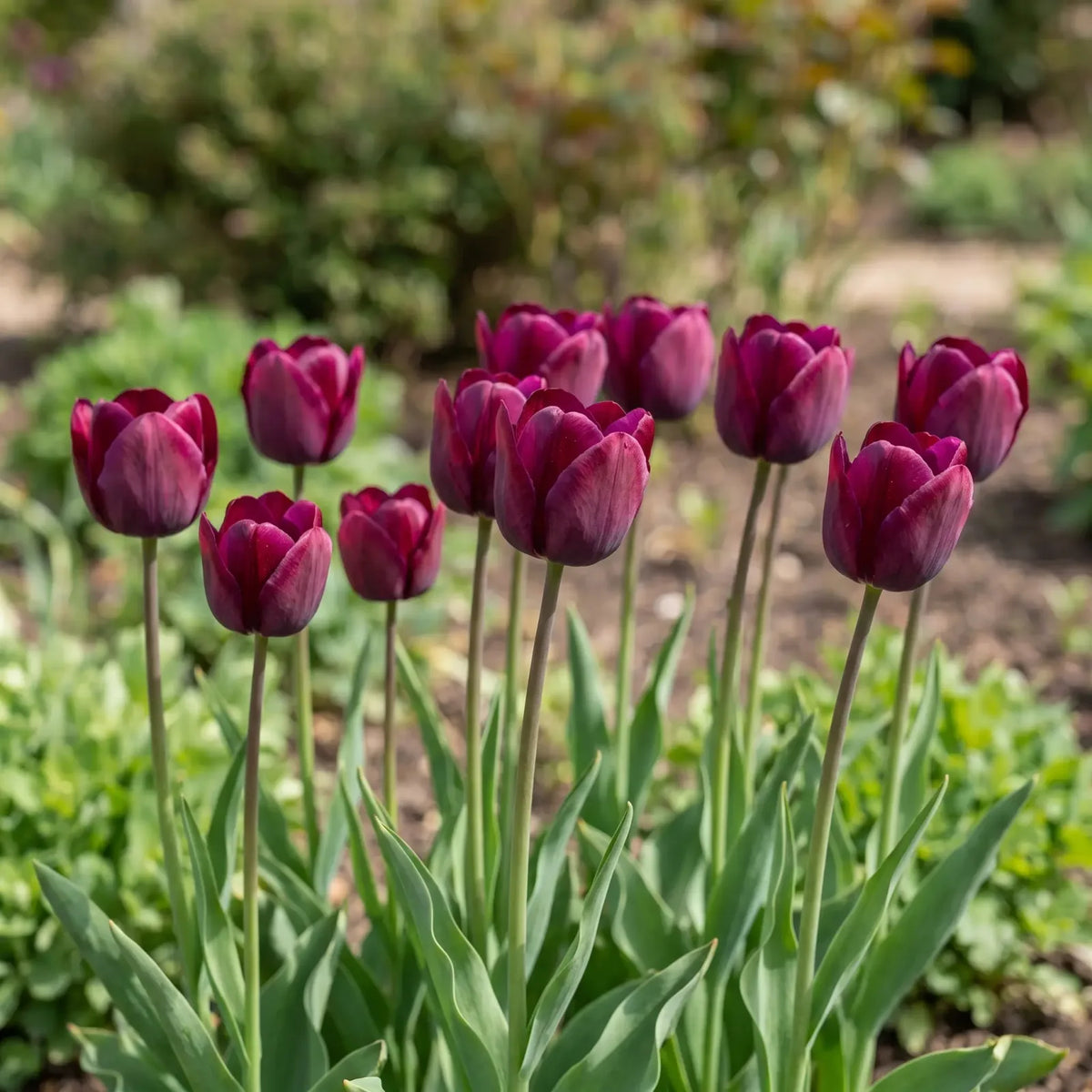 Tulipa Ronaldo natural garden angle