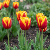 Tulipa Dow Jones natural garden angle