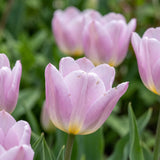 Tulipa Candy Prince playful detail