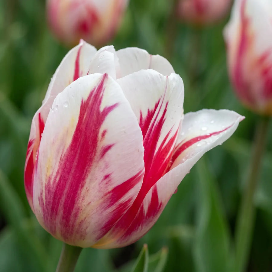 Tulipa Spryng Break — sfeerbeeld