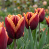 Tulipa Muvota playful detail