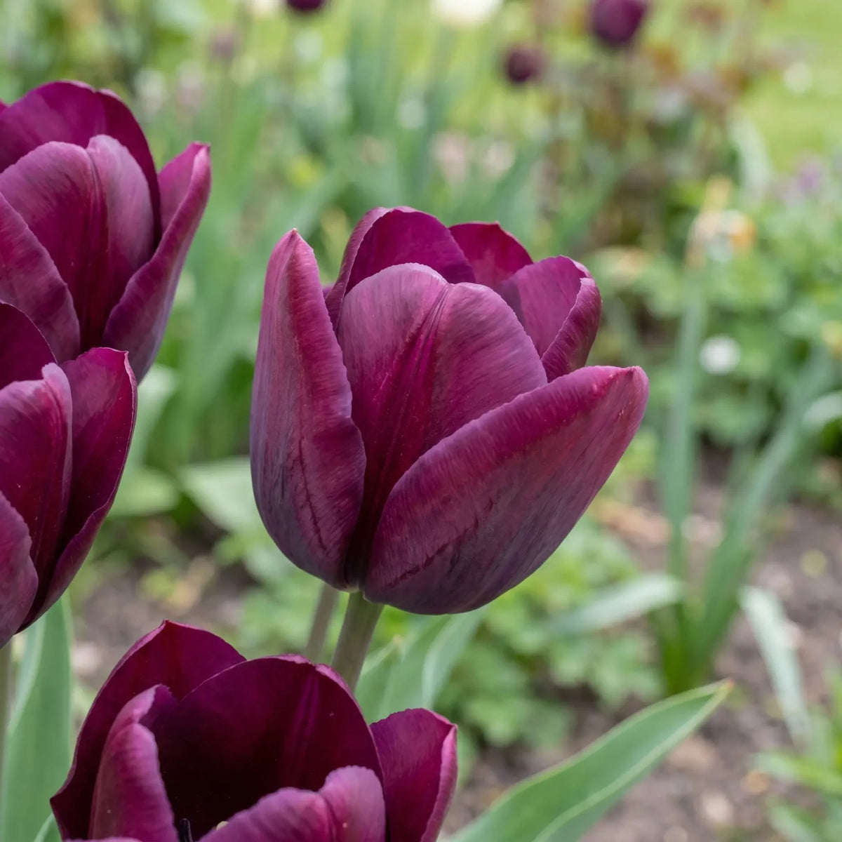 Tulipa Ronaldo playful detail