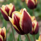 Tulipa Gavota playful detail