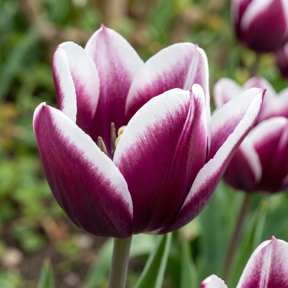Tulipa Spitsbergen playful detail