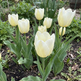 Tulipa Francoise real-life garden