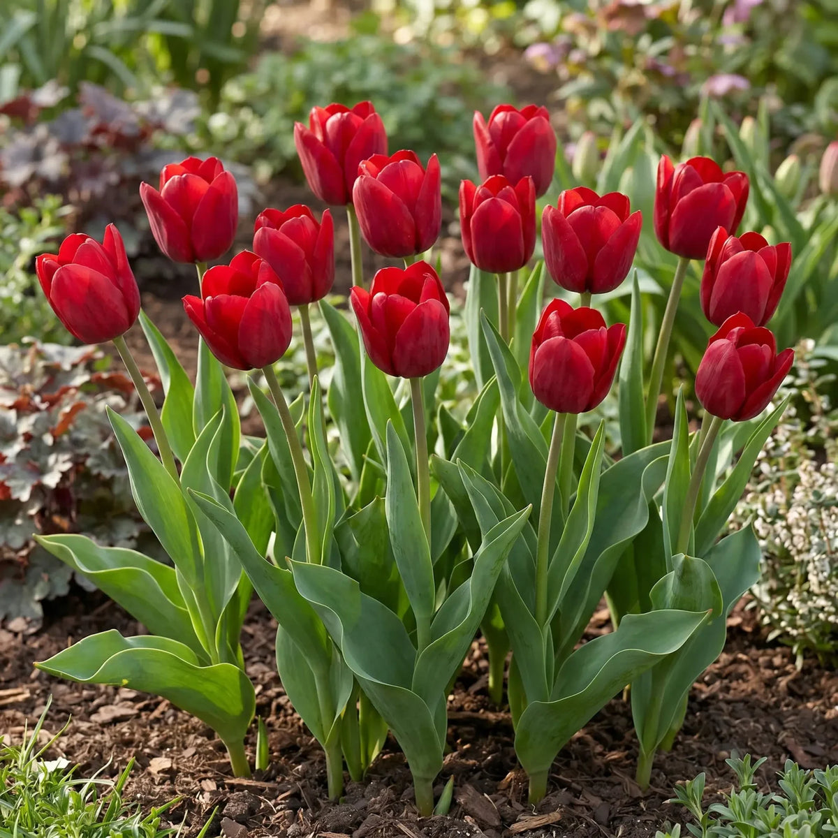 Tulipa Ile de France real-life garden