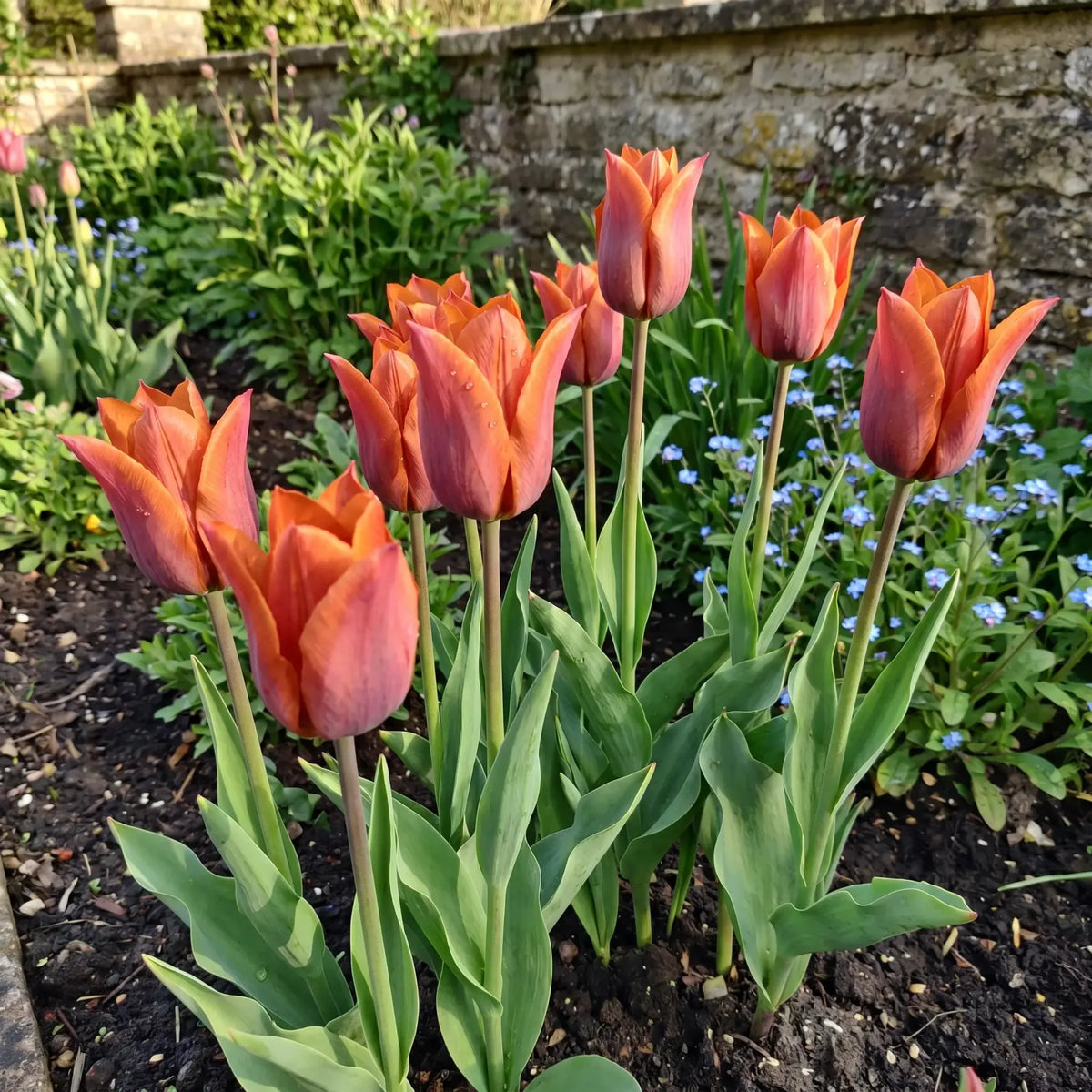 Tulipa Request real-life garden