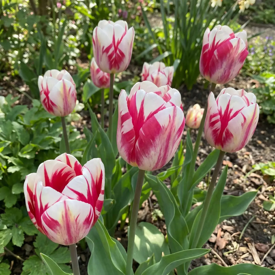Tulipa Spryng Break — groep in de border