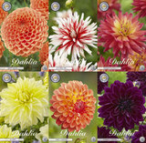 Dahlia Colour Parade