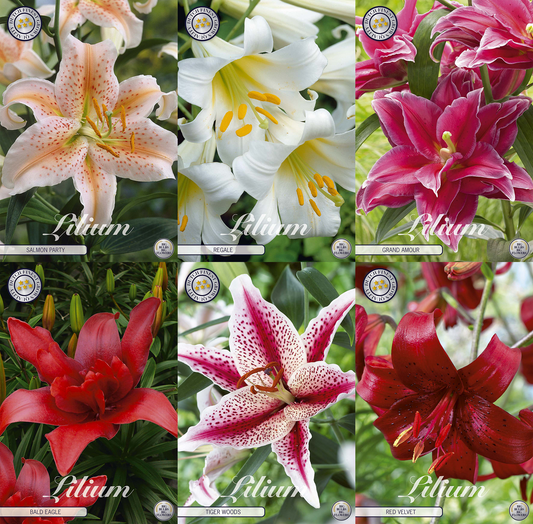 Lily Pure