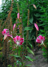 Lilium Spec Rubrum