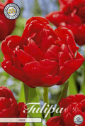 Tulipa Abba