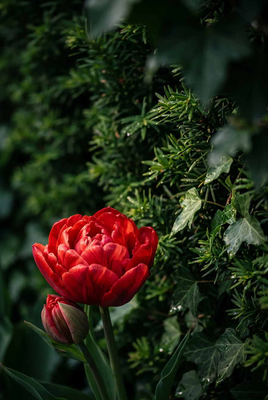 Tulipa Abba — sfeerbeeld
