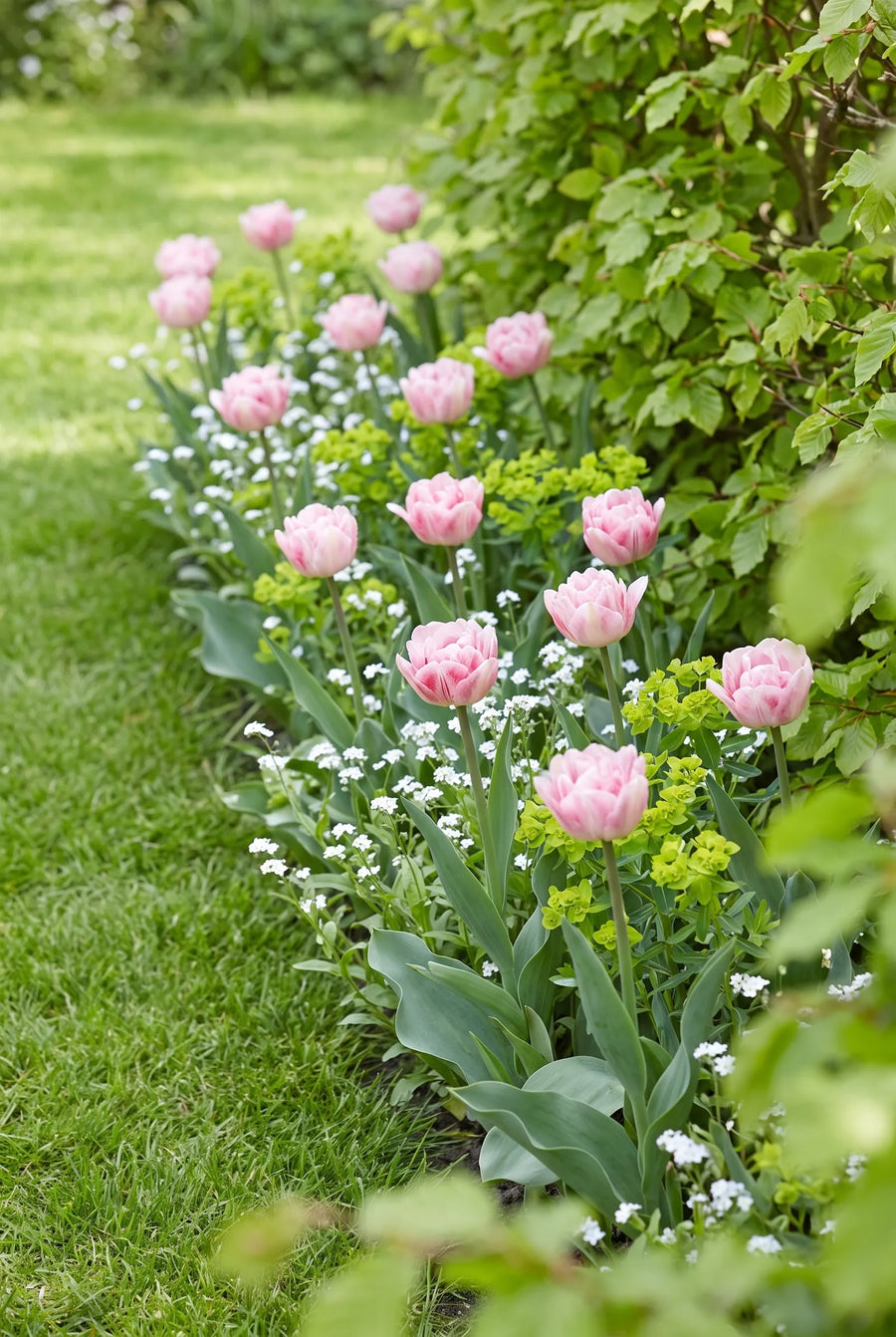 Tulipa Foxtrot — groep in de tuinborder