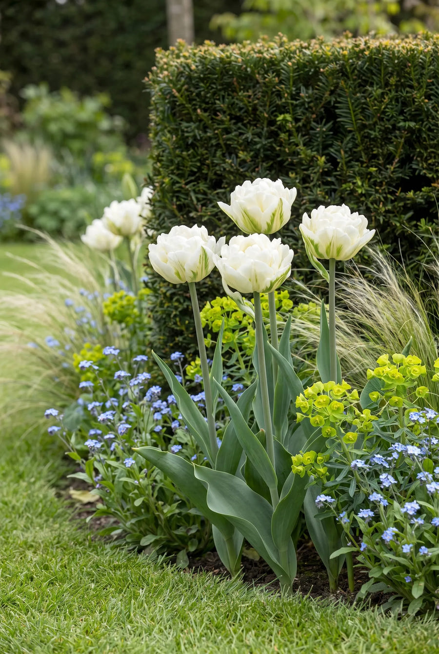 Tulipa Mondial — in de border