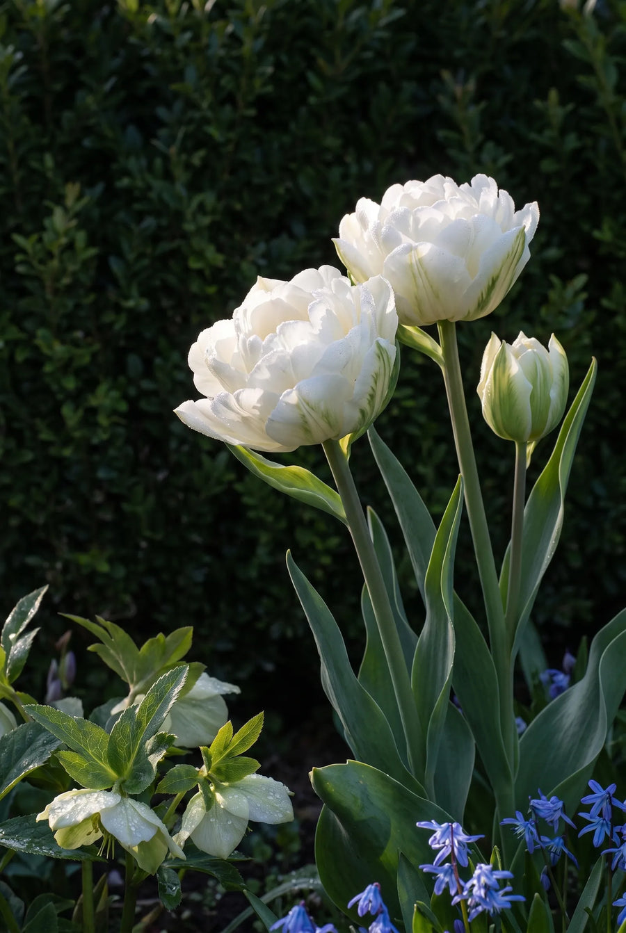 Tulipa Mondial — sfeerbeeld