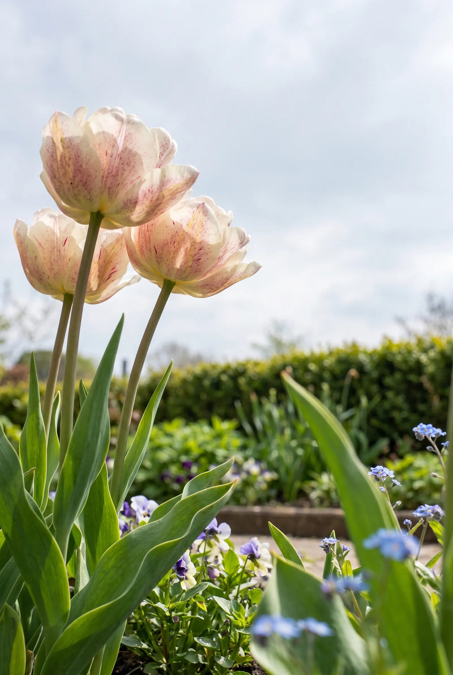 Tulipa Silk Road — in de tuin