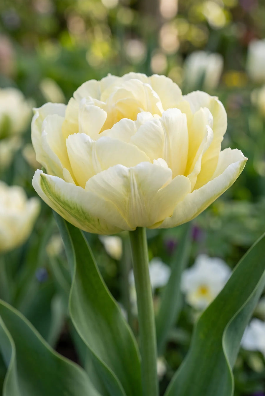 Tulipa Verona — close-up van de bloem
