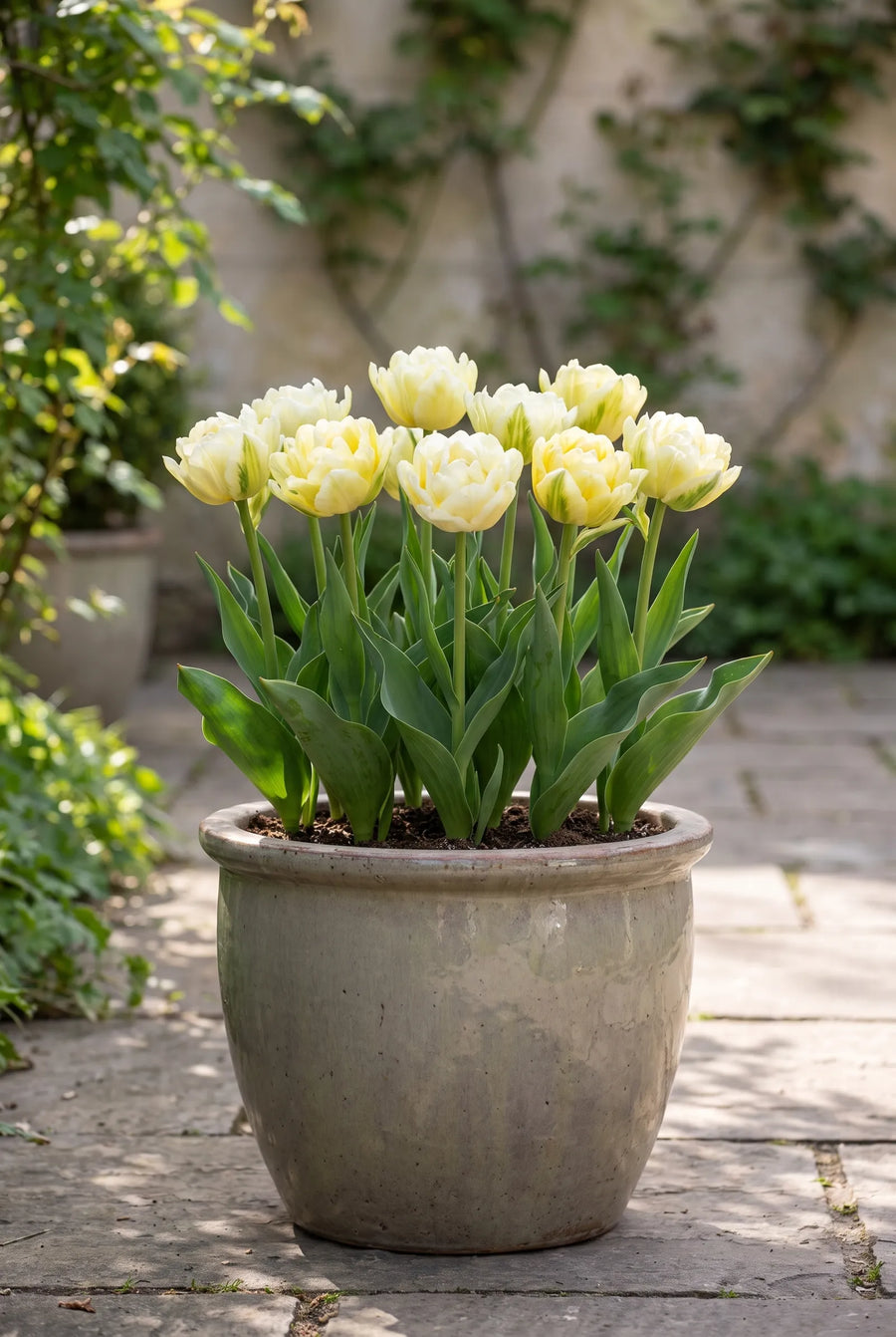 Tulipa Verona — in pot op terras