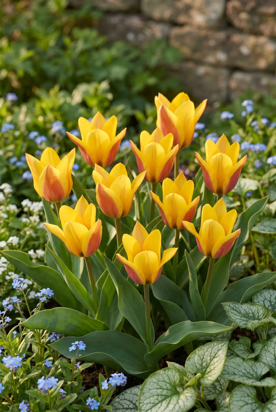 Tulipa Buttercup — in de tuin