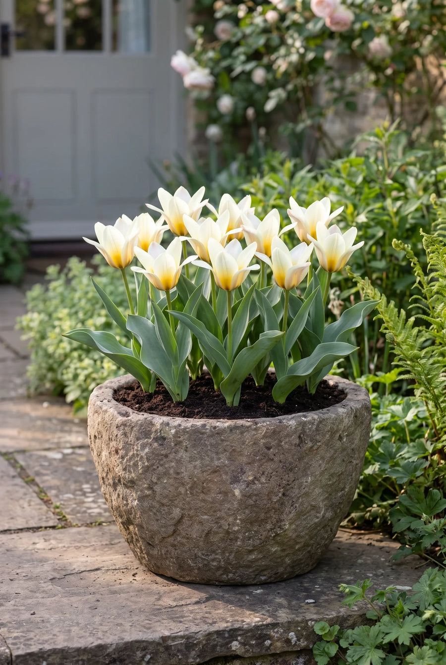Tulipa Concerto — in pot op terras