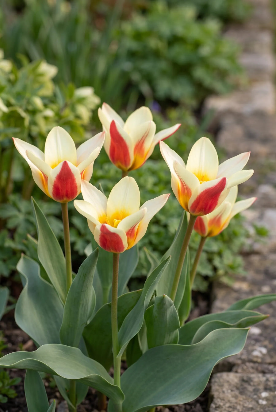 Tulipa Johan Strauss — in de border