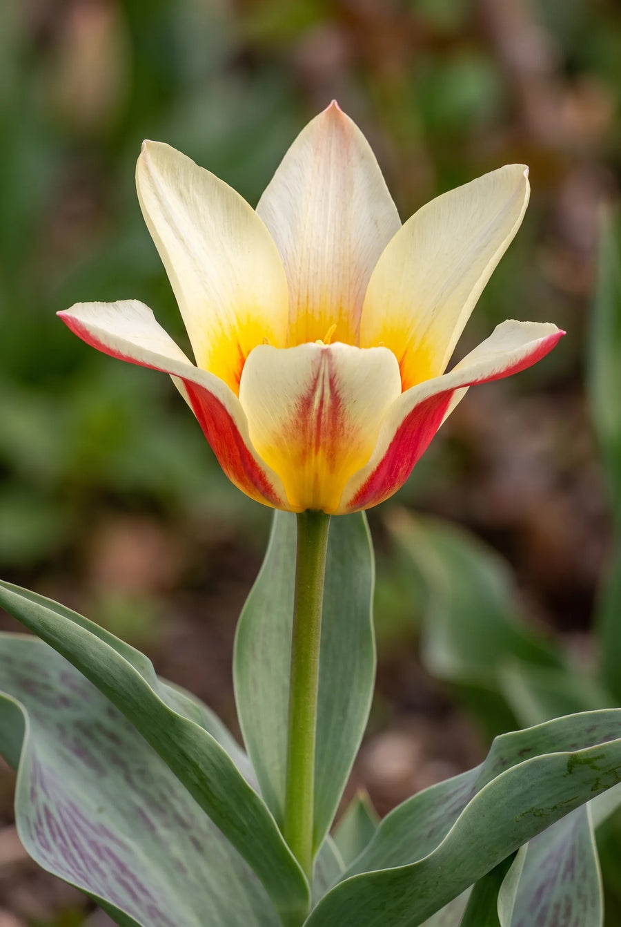 Tulipa Johan Strauss — close-up van de bloem