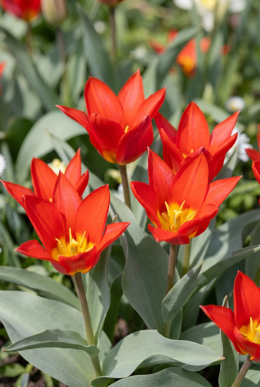 Tulipa Scarlet Baby — sfeerbeeld