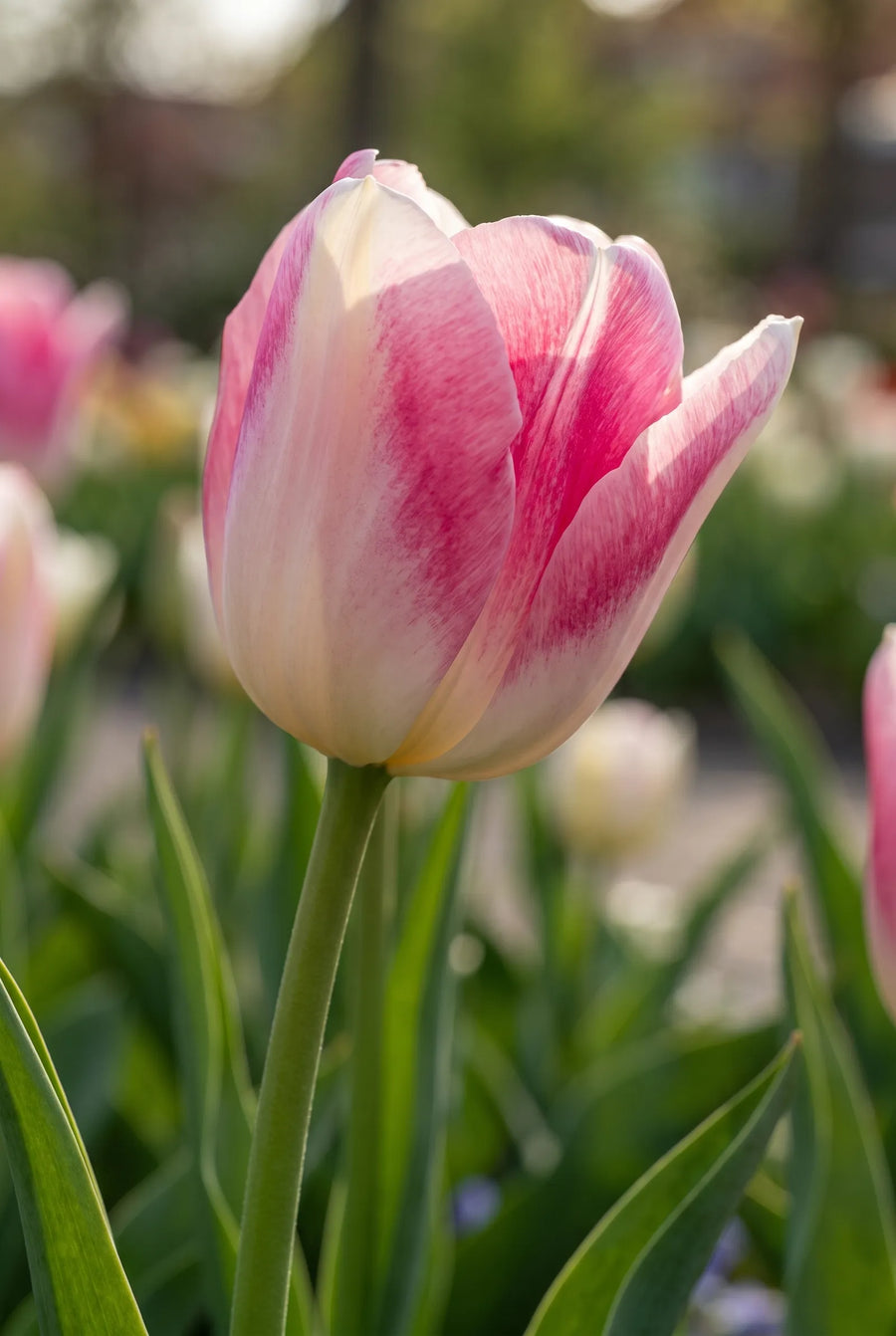 Tulipa Infinity — sfeerbeeld