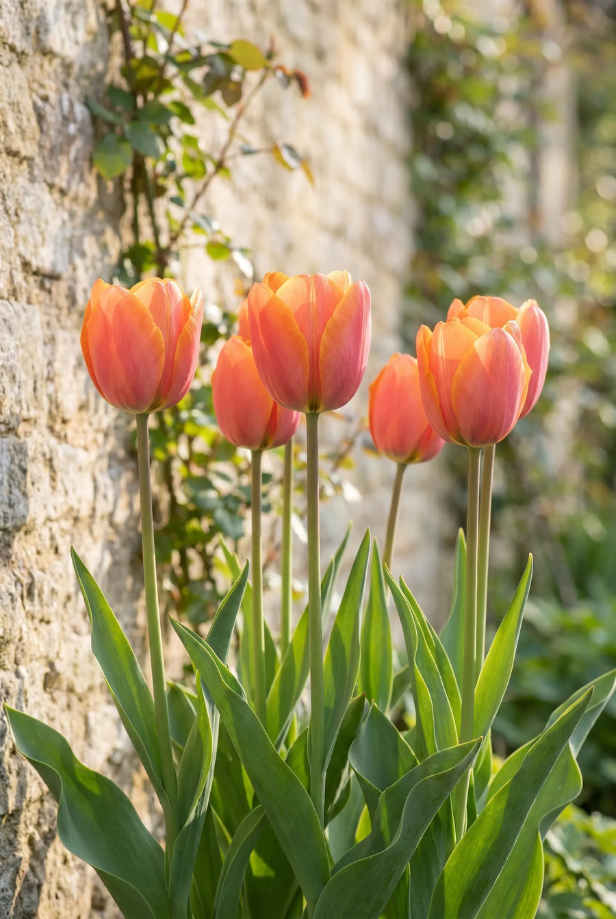Tulipa Jimmy — in de border