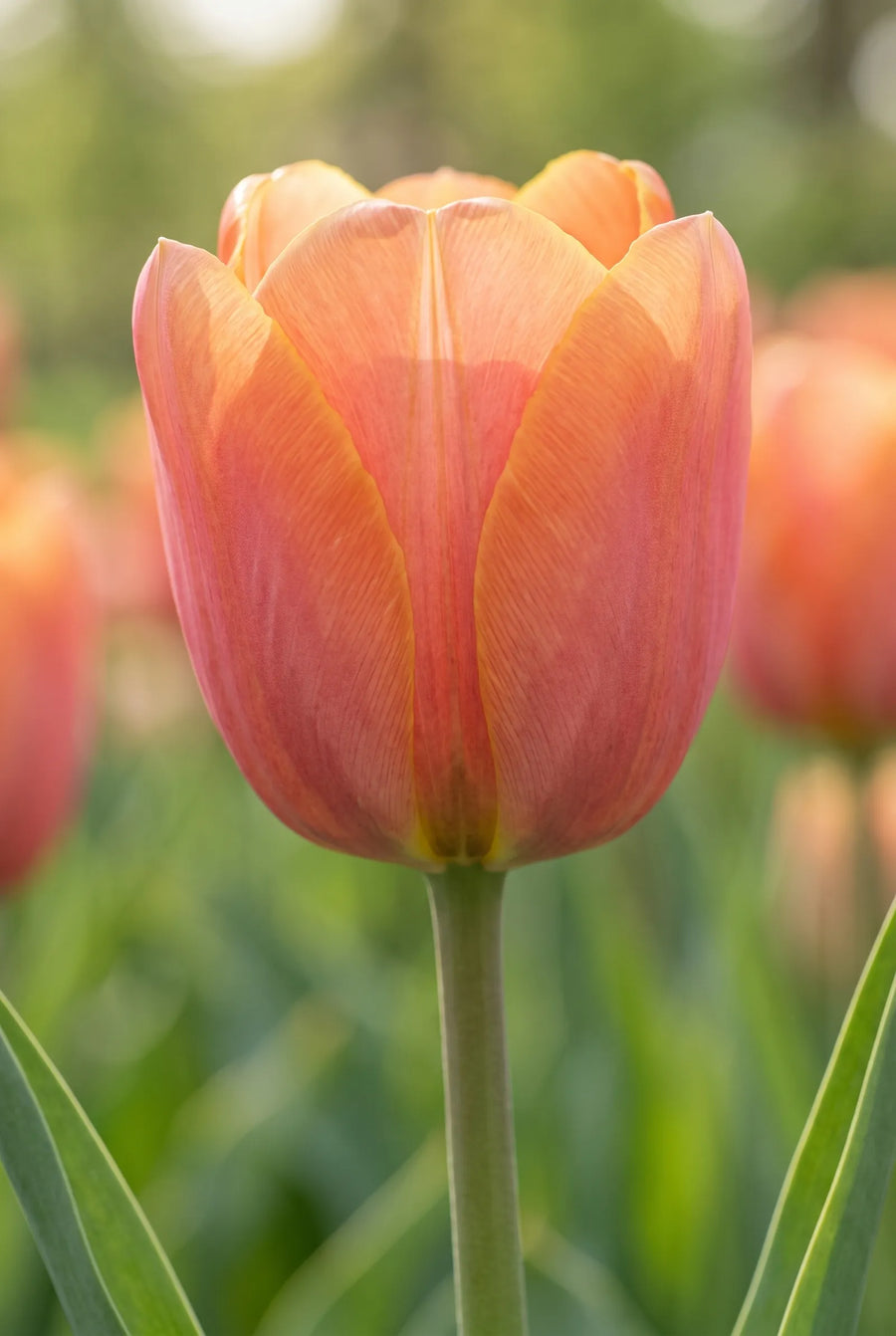 Tulipa Jimmy — close-up van de bloem