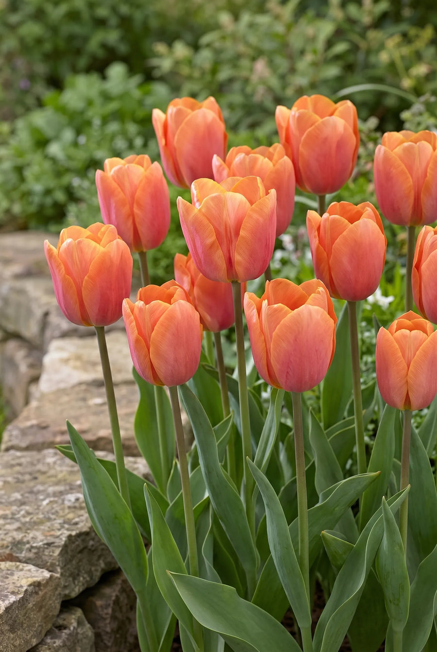Tulipa Jimmy — groep in de tuinborder