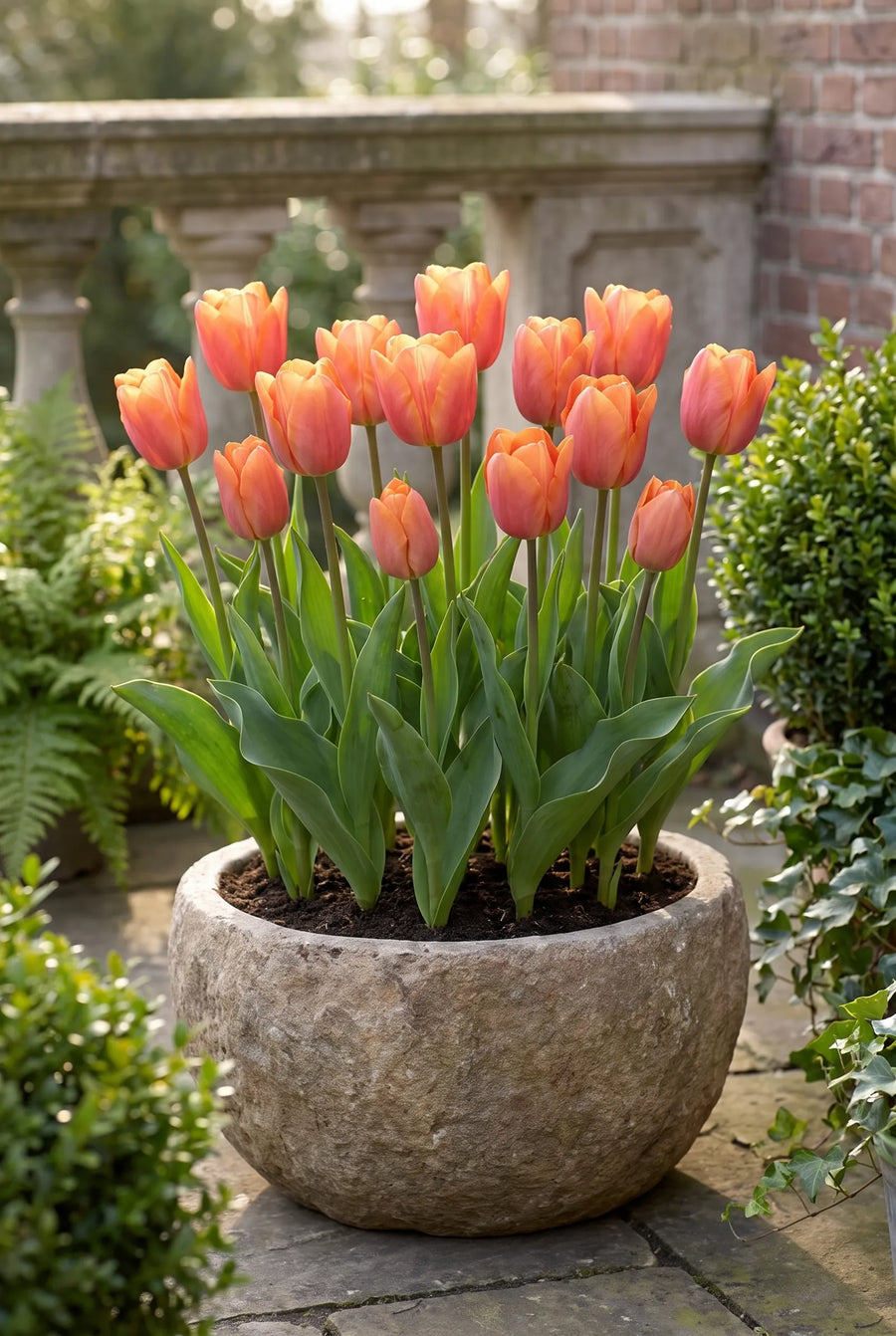 Tulipa Jimmy — in pot op terras
