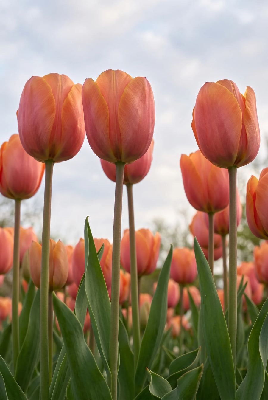 Tulipa Jimmy — in de tuin
