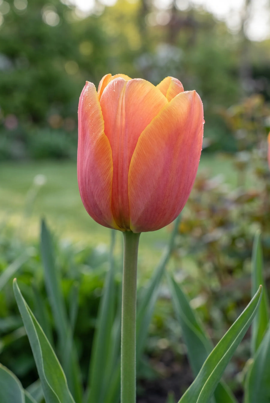 Tulipa Jimmy — sfeerbeeld