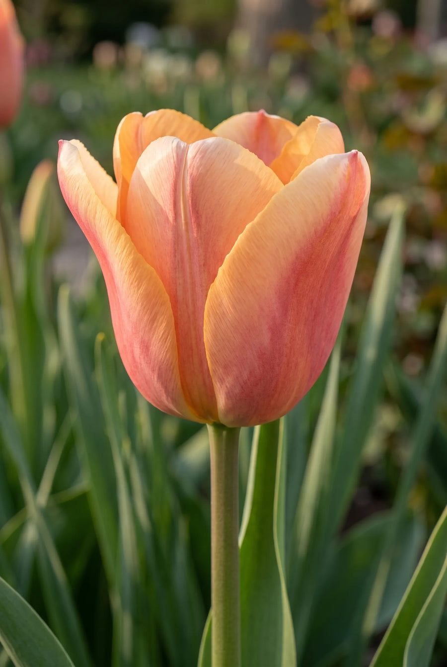 Tulipa Apricot Foxx — close-up van de bloem
